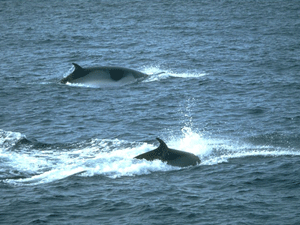 Mike Whales at Rubha Hunish